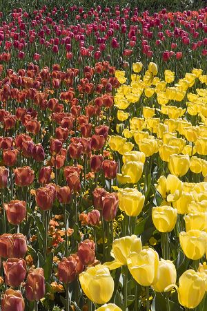 Field of tulips 3.jpg